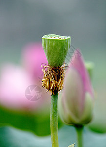 植物 鲜花山楂生长花院叶子红色饭厅花朵绿色雨刷器水生植物图片