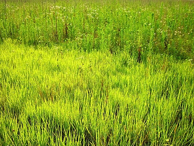 宽度; 纹理; 背景; 自然; 美丽图片