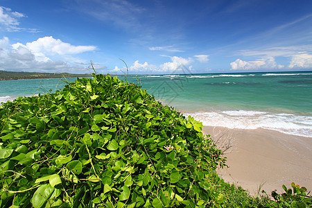 海滩  圣卢西亚海岸线绿色热带旅行叶子飞沫树叶海浪假期天堂图片