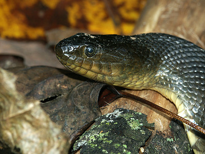 密西西比绿色Watersnake(尼罗迪亚百科)图片