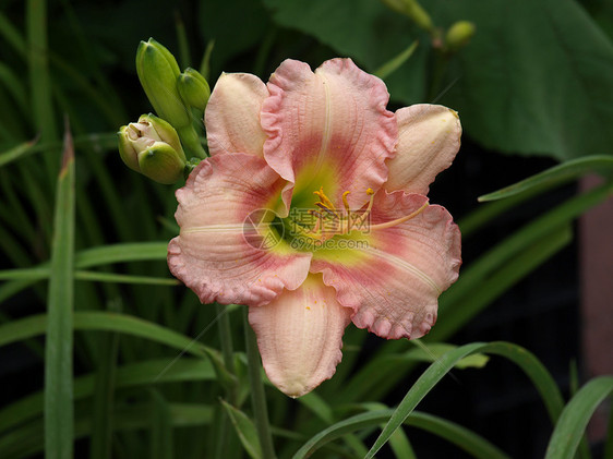 粉红色兰花植物黄色绿色花瓣粉色图片