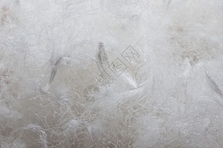 洋鹅在红海绵布上落下灰色流动压痛夹克宏观漂浮天鹅白色鸭子投标图片