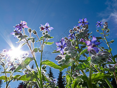 星花 波拉戈离日落和夏日太阳植物群树叶蓝色季节花园宏观星星花瓣草本植物公园图片