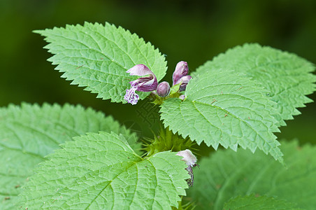 刺纹织花花和树叶植物荒野药品草地花园场地草本植物杂草植物群荨麻图片