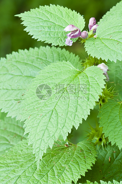 刺纹织花花和树叶植物学荒野食物草地植物群杂草药品疗法叶子荨麻疹图片