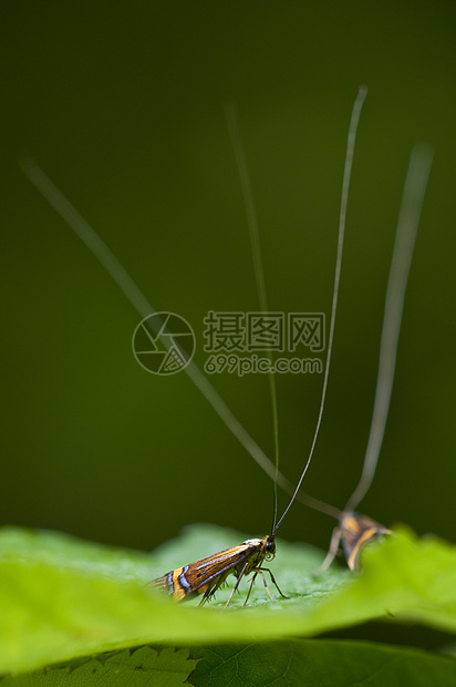 长角蛾的雄性尼莫福拉触角绿色天线二态性蝴蝶男性昆虫长角牛图片