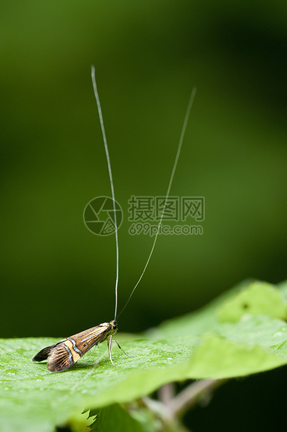 长角黄蜂的雄性尼莫福拉触角昆虫长角牛二态性绿色蝴蝶男性天线图片