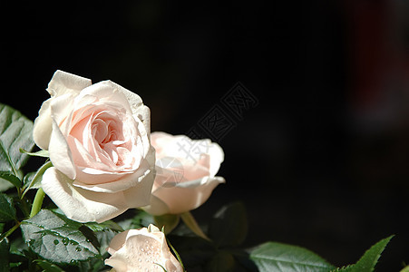 白玫瑰花季节生长种子香味花束植物花园玫瑰叶子静物图片