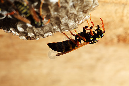 墙上的植物 Hymenoptera家庭黄色野生动物危险团体昆虫蜂窝眼睛生活宏观图片