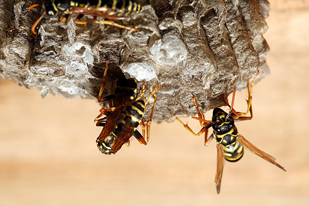 墙上的植物 Hymenoptera黑色荒野动物航班蜂窝眼睛野生动物昆虫生活天线图片