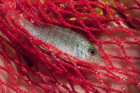 网捕到的南南瓜籽鱼种子红色鲈形目淡水长臂猿图片