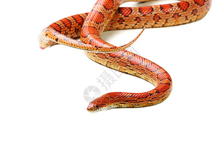玉米蛇危险濒危橙子野生动物动物宠物白色滑行动物学荒野图片