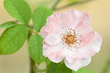 粉红玫瑰 背景软玫瑰热情绿色粉色红色植物美丽图片