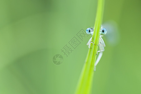 蓝蓝色自大地躲在一片草叶后面昆虫生物植物荒野野生动物蜻蜓叶子眼睛绿色植物群图片