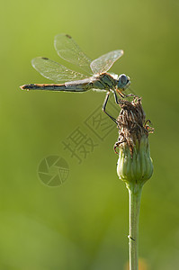 苍蝇浸在绿本的草原上绿色栖息昆虫蜻蜓图片