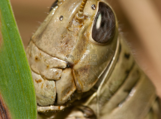 特写一只小触角昆虫天线身体臭虫刺槐料斗植物生物野生动物图片