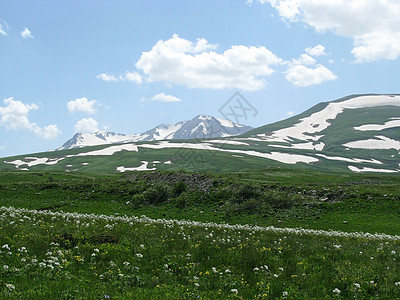 阿尔卑斯山草原斜坡花朵冰川山丘风景高山植物群青菜植被旅行图片