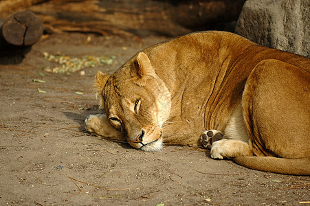 狮子休息猎人头发国王母狮动物荒野猫科动物喜悦捕食者耳朵图片