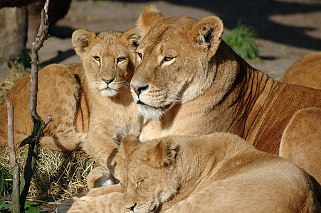 狮子狮家庭猎人微笑哺乳动物危险野生动物捕食者女性警报母亲感情图片
