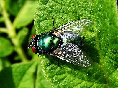 绿页 苍蝇 昆虫 花粉图片