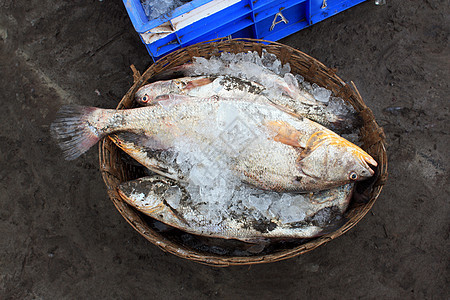 鱼篮海鲜食物海洋图片