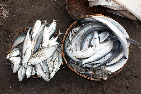 鱼篮食物海鲜海洋图片