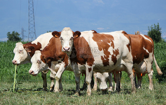 在草地中的牛群耳朵绿色尾巴山脉动物牛奶牛皮头发眼睛奶牛图片