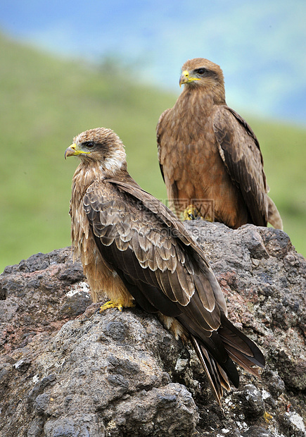 两个黑Kite力量黑耳裂痕石头鸟类野生动物捕食者猎鹰羽毛眼睛图片
