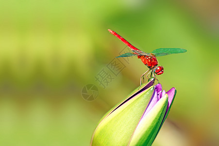 龙公园鳞翅目害虫漏洞翅膀花园昆虫绿色蜻蜓花朵图片