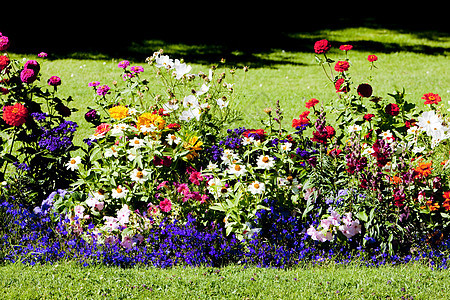 西班牙卡斯蒂利亚和里昂塞戈维亚省花园园艺植物外观花朵植物群植物学植被花坛图片