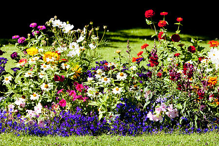 西班牙卡斯蒂利亚和里昂塞戈维亚省花园植物学花朵园艺植物花坛植被外观植物群图片