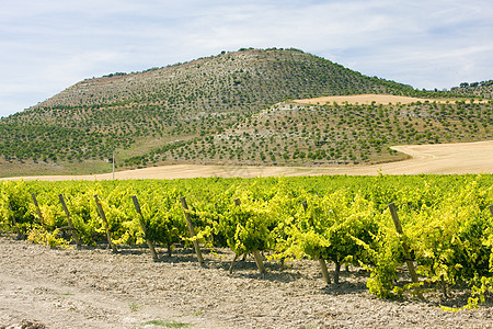 Villabanez Valladolid省 Castile和Leon附近的葡萄园培育葡萄农业栽培外观农村种植种植者国家饲养图片