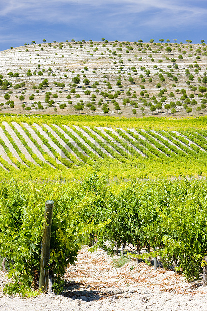 Villabanez Valladolid省 Castile和Leon附近的葡萄园生产栽培农村种植者生长酒业外观培育风景国家图片