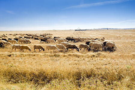 西班牙萨莫拉省卡斯蒂利亚和里昂草地团体羊群国家动物群牛群哺乳动物风景动物学草食性图片