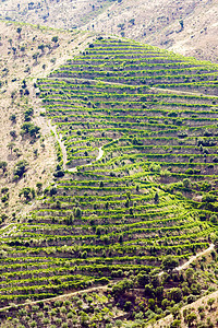 葡萄牙杜罗谷的葡萄树农业种植外观饲养世界遗产国家栽培农村风景生长图片