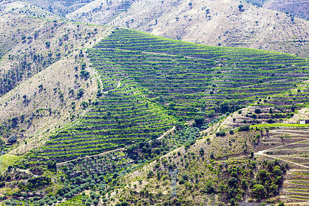 葡萄牙杜罗谷的葡萄树国家旅行酒业世界遗产种植作物农村植物种植者栽培图片