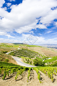 葡萄牙杜罗谷的葡萄树葡萄生产植物外观生长栽培农村山谷风景旅行图片