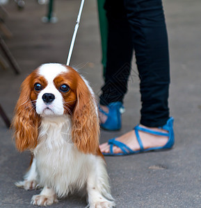 查尔斯斯帕尼尔国王动物眼睛宠物猎犬毛皮哺乳动物血统犬类图片