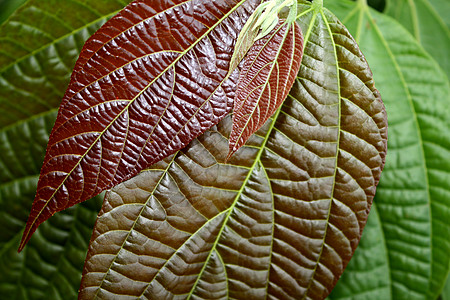 叶页背景动物群植物纹理红色树叶绿色植物学背景图片