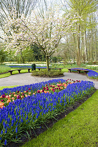 Keukenhof花园 荷兰里塞利瑟植被外观植物学世界植物植物群位置花园树木图片