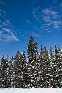 冬季风景云杉雪景滑雪树木蓝色场景粉末冷冻松树高山图片