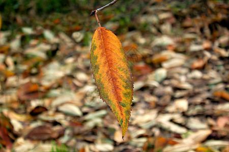 秋叶棕色阳光静脉宏观摄影黄色绘画季节橙子照片图片