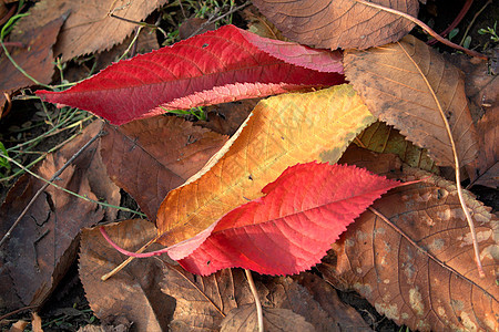 秋叶棕色绘画宏观黄色季节性摄影叶子面料红色季节图片