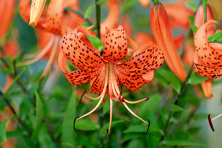 泰虎Lily Lat公园植物群植物橙子老虎妈妈们生活插图绿色学家图片