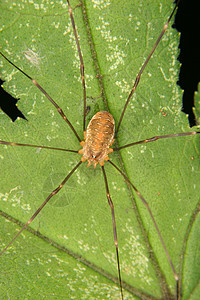 长腿爸爸动物身体宏观野生动物蜘蛛生物学荒野草地环境灰色图片