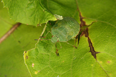 绿色防护虫幼虫野生动物动物学若虫昆虫学森林动物植物黑色宏观图片