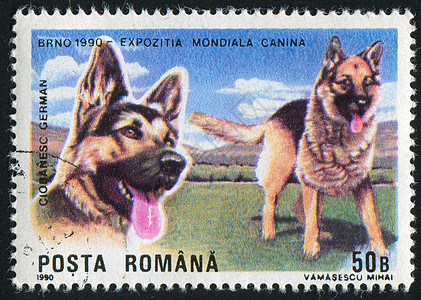 德国牧羊人邮戳动物集邮犬类明信片信封眼睛古董哺乳动物邮资图片