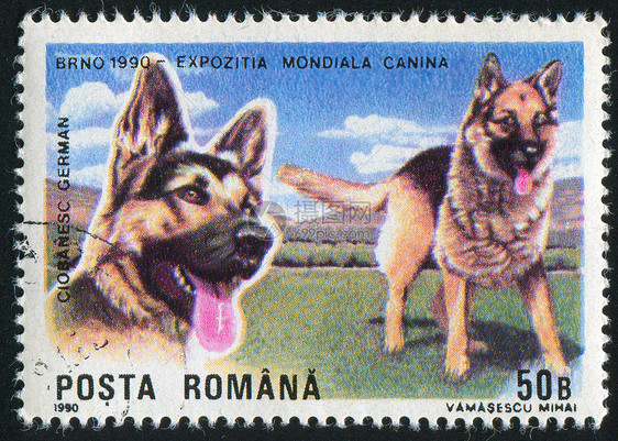 德国牧羊人邮戳动物集邮犬类明信片信封眼睛古董哺乳动物邮资图片