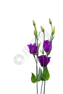 美丽的紫紫花花展示植物植物群紫色花束花瓣兰花生长园艺植物学图片