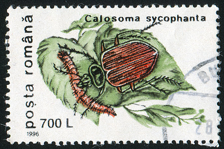 Calosoma 相间恋坦图片